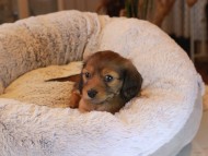 Kaninchen_Dachshund20.20