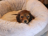 Kaninchen_Dachshund20.26-2