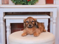 Kaninchen_Dachshund20.29