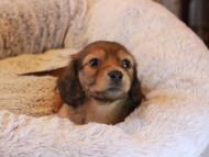 Kaninchen_Dachshund20.31-2