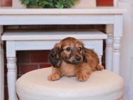 Kaninchen_Dachshund20.34-1 Kaninchen_Dachshund20.34-1