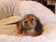 Kaninchen_Dachshund20.38-2