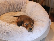 Kaninchen_Dachshund20.43 Kaninchen_Dachshund20.43