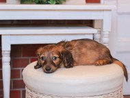 Kaninchen_Dachshund20.50
