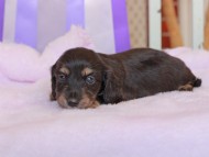 Kaninchen_Dachshund200