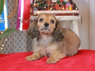 Kaninchen_Dachshund2006 Kaninchen_Dachshund2006