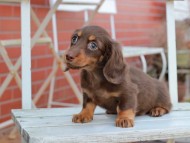 Kaninchen_Dachshund201 Kaninchen_Dachshund201
