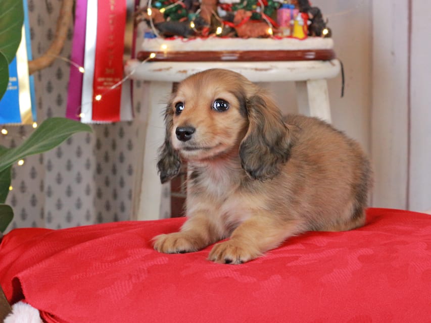 カニンヘンダックスフンド バンビ&ロックスの子犬 レッド 女の子