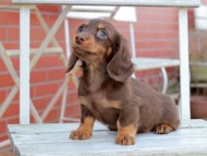Kaninchen_Dachshund202 Kaninchen_Dachshund202