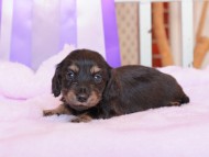 Kaninchen_Dachshund202