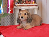 Kaninchen_Dachshund2022 Kaninchen_Dachshund2022