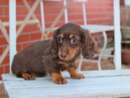 Kaninchen_Dachshund203 Kaninchen_Dachshund203