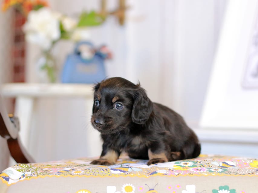 カニンヘン ルフラン&ブルースの子犬 ブラタン 男の子