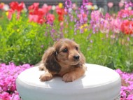Kaninchen_Dachshund2034