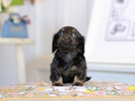 Kaninchen_Dachshund2036