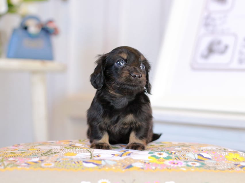 カニンヘン ルフラン&ブルースの子犬 ブラタン 男の子