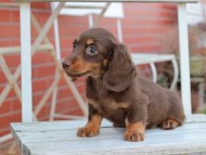 Kaninchen_Dachshund204
