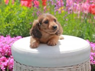 Kaninchen_Dachshund2040