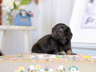 Kaninchen_Dachshund2041