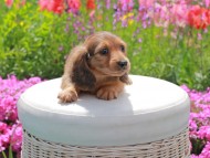 Kaninchen_Dachshund2041