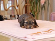 Kaninchen_Dachshund2044