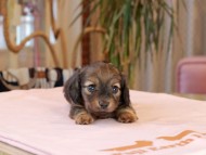 Kaninchen_Dachshund2045