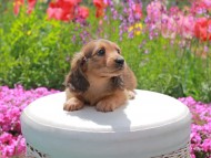 Kaninchen_Dachshund2047