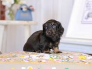 Kaninchen_Dachshund2049 Kaninchen_Dachshund2049