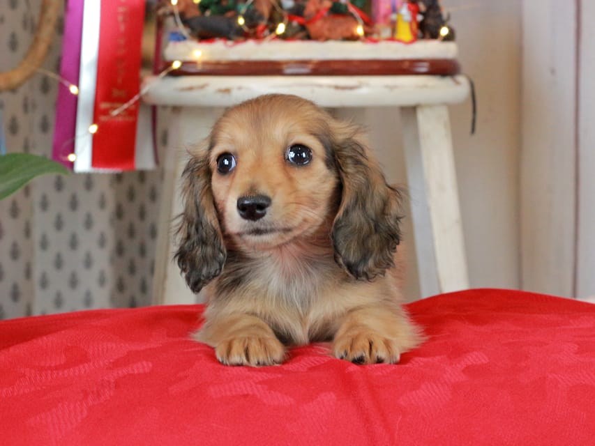 カニンヘンダックスフンド バンビ&ロックスの子犬 レッド 女の子