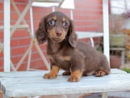Kaninchen_Dachshund205 Kaninchen_Dachshund205