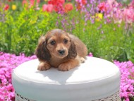 Kaninchen_Dachshund2050