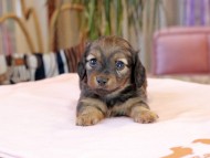 スィーティ & グローリーの子犬 レッド 男の子（1） カニンヘン ダックスフンド
