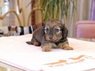 Kaninchen_Dachshund2053