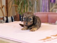 Kaninchen_Dachshund2057