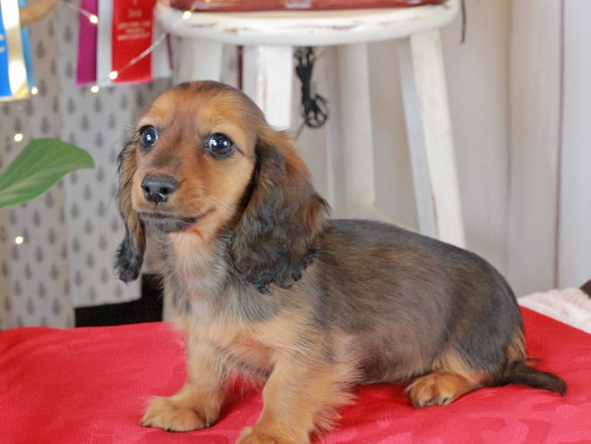 カニンヘンダックスフンド ミスト&竹千代の子犬 シェーデットレッド 女の子（1）