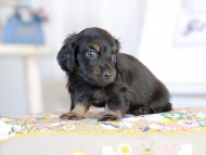 Kaninchen_Dachshund2059