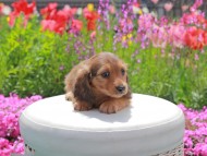 Kaninchen_Dachshund2060