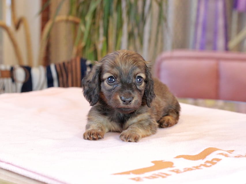 カニンヘン ダックスフンド スィーティ & グローリーの子犬 レッド 男の子(2)Kaninchen_Dachshund2060 カニンヘン ダックスフンド スィーティ & グローリーの子犬 レッド 男の子(2)