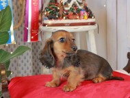 Kaninchen_Dachshund2062 Kaninchen_Dachshund2062