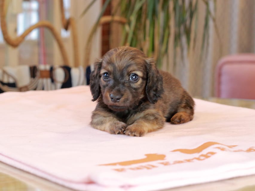 カニンヘン ダックスフンド スィーティ & グローリーの子犬 レッド 男の子(2)Kaninchen_Dachshund2062 カニンヘン ダックスフンド スィーティ & グローリーの子犬 レッド 男の子(2)