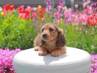 Kaninchen_Dachshund2063