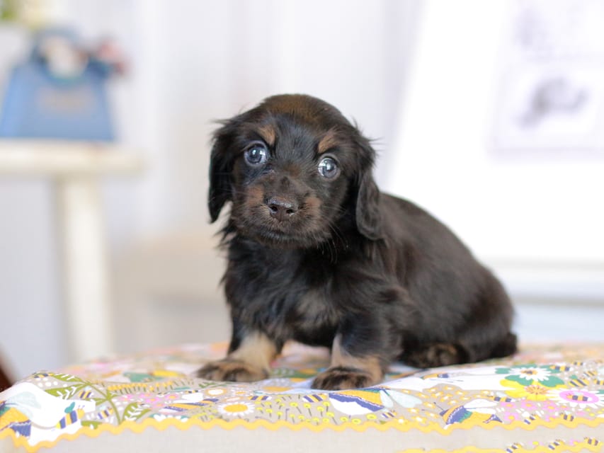 カニンヘン ルフラン&ブルースの子犬 ブラタン 男の子