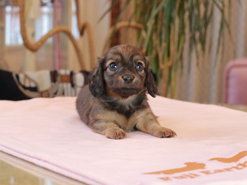 カニンヘン ダックスフンド スィーティ & グローリーの子犬 レッド 男の子(2)Kaninchen_Dachshund2067 カニンヘン ダックスフンド スィーティ & グローリーの子犬 レッド 男の子(2)