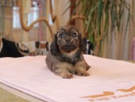 Kaninchen_Dachshund2068