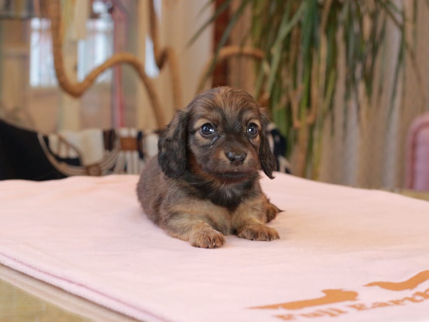 カニンヘン ダックスフンド スィーティ & グローリーの子犬 レッド 男の子(2)Kaninchen_Dachshund2071 カニンヘン ダックスフンド スィーティ & グローリーの子犬 レッド 男の子(2)