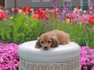 Kaninchen_Dachshund2077