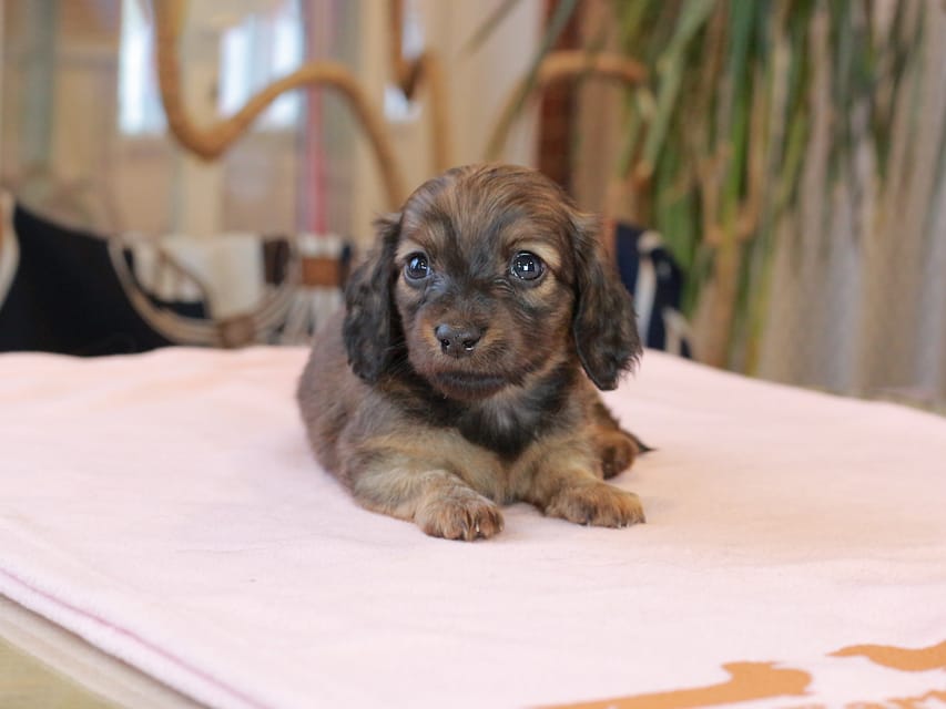 カニンヘン ダックスフンド スィーティ & グローリーの子犬 レッド 男の子(2)Kaninchen_Dachshund2080 カニンヘン ダックスフンド スィーティ & グローリーの子犬 レッド 男の子(2)