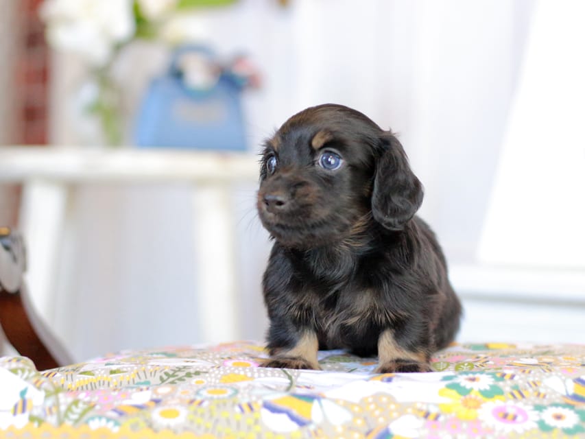 カニンヘン ルフラン&ブルースの子犬 ブラタン 男の子