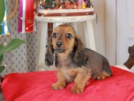 Kaninchen_Dachshund2083