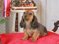 Kaninchen_Dachshund2087